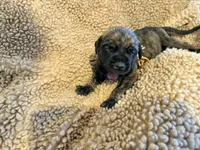 Brindle male , a male English Mastiff for sale in Peyton, CO – 9 of 10