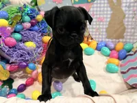 Noire , a female Pug for sale in Peyton, CO – Photo 5 of 6