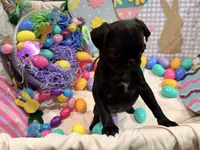 Noire , a female Pug for sale in Peyton, CO – Photo 6 of 6