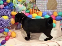 Noire , a female Pug for sale in Peyton, CO – Photo 3 of 6