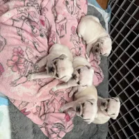 Baby, a female Pug for sale in Peyton, CO – Photo 2 of 2