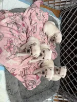 processed/90378634-9cde-4f4c-9452-e00c7d760745/listing/f7a3b952-1bfa-4a77-84be-26af4c2a8b25/6f81a078-259b-4130-ba74-713b53344df1