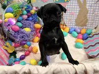 Noire , a female Pug for sale in Peyton, CO – Photo 4 of 6
