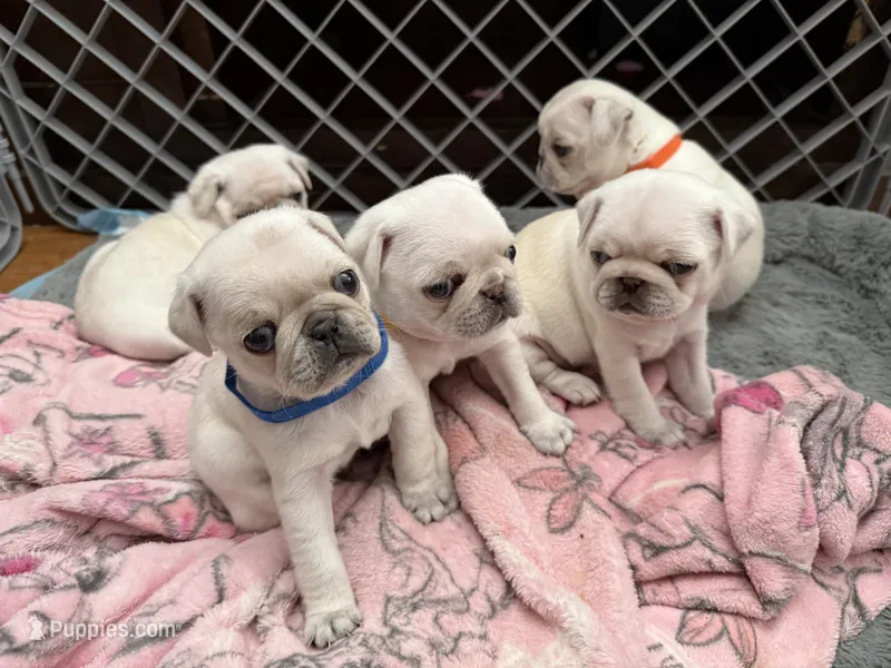 White/ chinchilla M or F pick