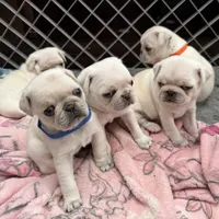 Baby, a female Pug for sale in Peyton, CO – Photo 1 of 2