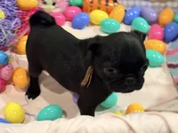 Noire , a female Pug for sale in Peyton, CO – Photo 2 of 6