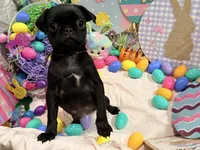 Noire , a female Pug for sale in Peyton, CO – Photo 1 of 6