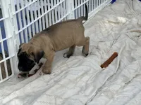 No collar fawn male white toes , a male English Mastiff for sale in Peyton, CO – 7 of 7