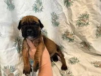Apricot m, a male English Mastiff for sale in Peyton, CO – 9 of 10