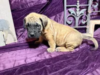 Gray collar fawn m, a male English Mastiff for sale in Peyton, CO – 9 of 10