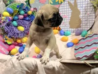 Tinkie , a female Pug for sale in Peyton, CO – Photo 4 of 9