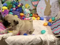 Tinkie , a female Pug for sale in Peyton, CO – Photo 7 of 9