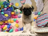 Tinkie , a female Pug for sale in Peyton, CO – Photo 3 of 9