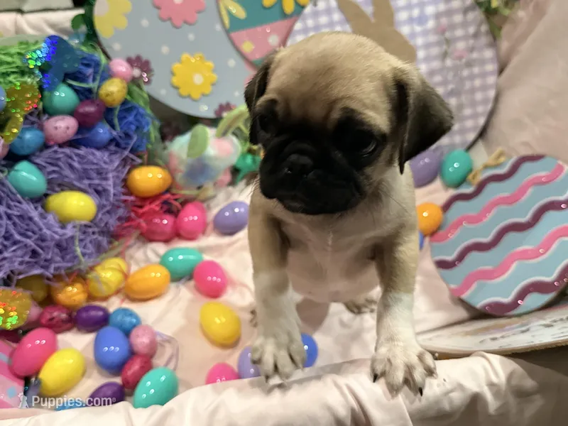 Tinkie  – Pug puppy for sale in Peyton, CO