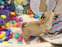 Tinkie , a female Pug for sale in Peyton, CO – Photo 9 of 9