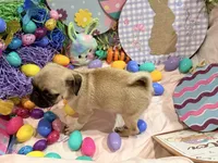 Tinkie , a female Pug for sale in Peyton, CO – Photo 8 of 9