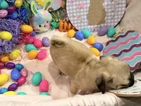 Tinkie , a female Pug for sale in Peyton, CO – Photo 6 of 9