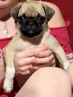 Tinkie , a female Pug for sale in Peyton, CO – Photo 2 of 9