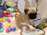 Tinkie , a female Pug for sale in Peyton, CO – Photo 5 of 9