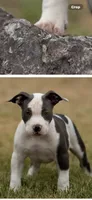 Simba , a male American Bully for sale in Pawtucket, RI – 1 of 1