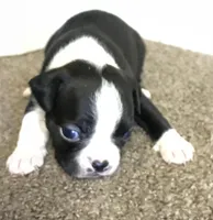 Boston4bwfHOLD, a female Boston Terrier for sale in Tahlequah, OK – Photo 2 of 2
