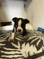 Boston4bwfHOLD, a female Boston Terrier for sale in Tahlequah, OK – Photo 1 of 2
