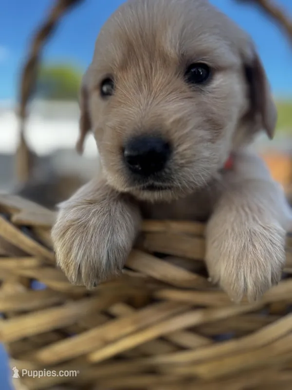Orange – Golden Retriever puppy for sale in Homestead, FL