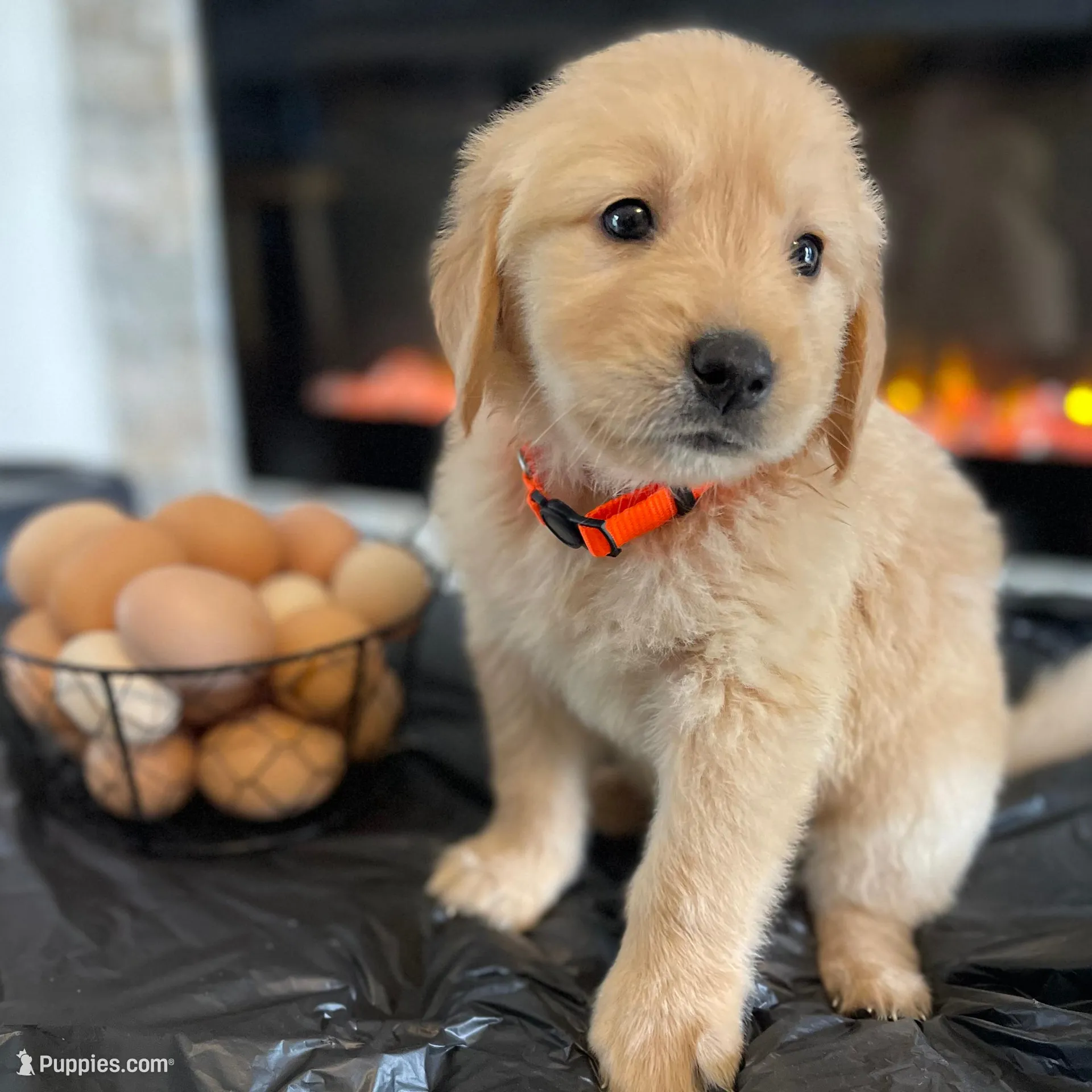 Orange – Golden Retriever puppy for sale in Homestead, FL