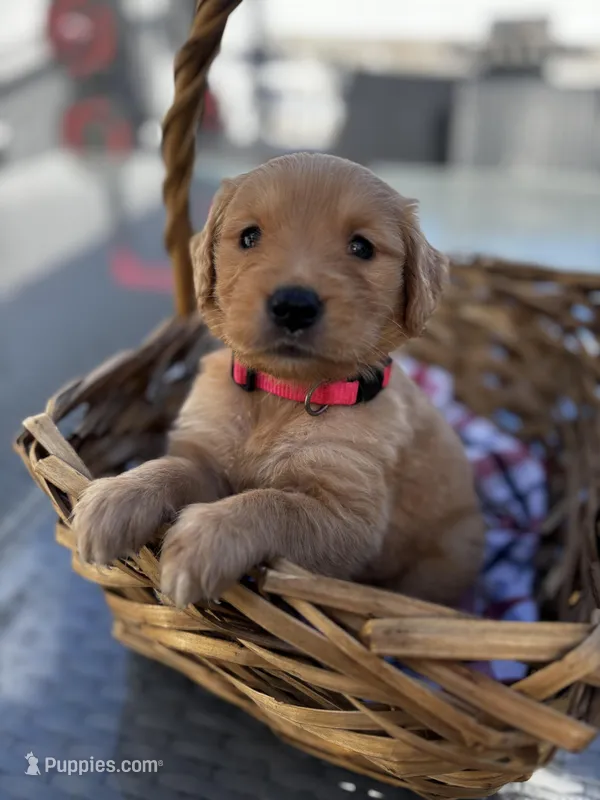 Pink – Golden Retriever puppy for sale in Homestead, FL