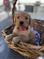 Pink, a female Golden Retriever for sale in Homestead, FL – Photo 1 of 4
