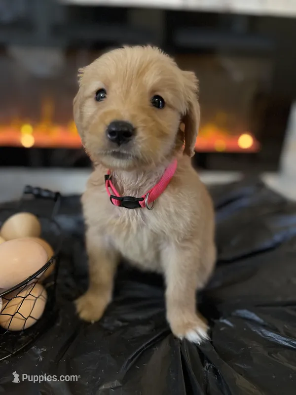 Pink – Golden Retriever puppy for sale in Homestead, FL