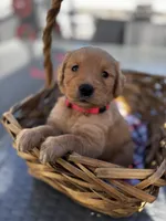 Pink, a female Golden Retriever for sale in Homestead, FL – Photo 3 of 4