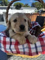 Black, a male Golden Retriever for sale in Homestead, FL – Photo 1 of 5