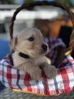 Black, a male Golden Retriever for sale in Homestead, FL – Photo 4 of 5