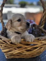 Black, a male Golden Retriever for sale in Homestead, FL – Photo 2 of 5