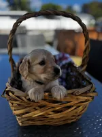 Black, a male Golden Retriever for sale in Homestead, FL – Photo 5 of 5