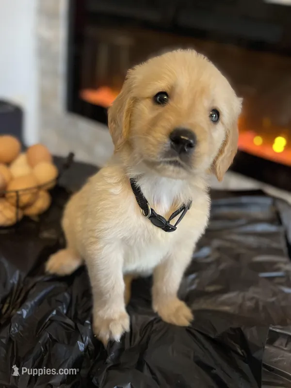 Black – Golden Retriever puppy for sale in Homestead, FL