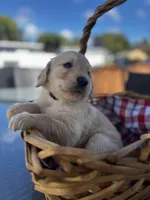 Black, a male Golden Retriever for sale in Homestead, FL – Photo 3 of 5