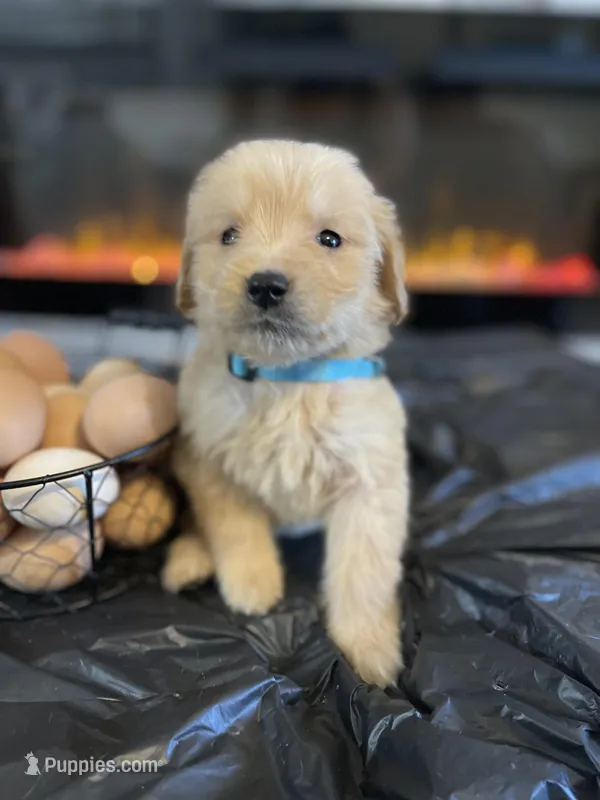 Light Blue – Golden Retriever puppy for sale in Homestead, FL