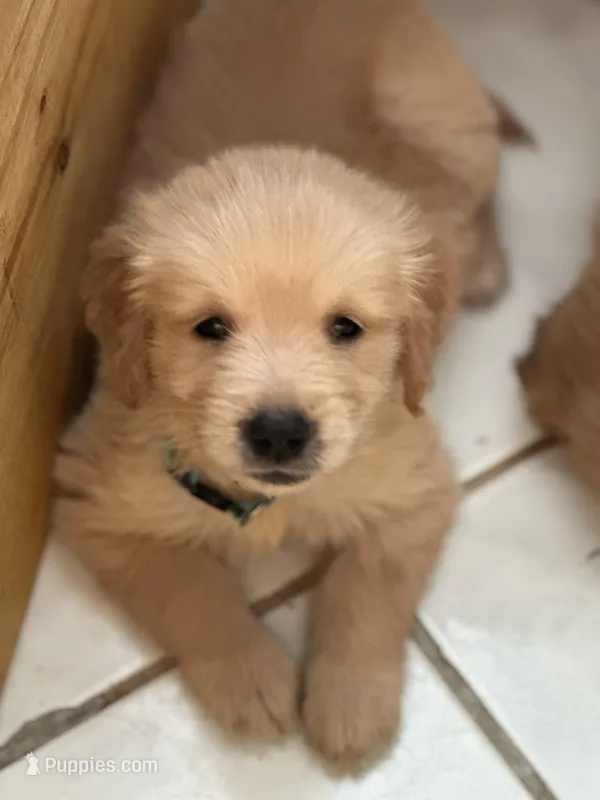 Light Blue – Golden Retriever puppy for sale in Homestead, FL