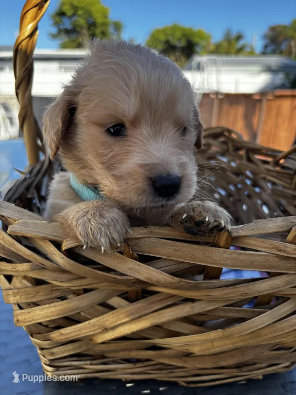 Light Blue – Golden Retriever puppy for sale in Homestead, FL
