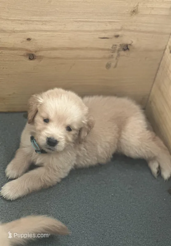 Light Blue – Golden Retriever puppy for sale in Homestead, FL