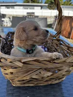 Light Blue, a male Golden Retriever for sale in Homestead, FL – Photo 3 of 3