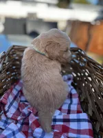 Light Blue, a male Golden Retriever for sale in Homestead, FL – Photo 2 of 3