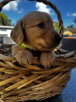Light Green, a male Golden Retriever for sale in Homestead, FL – Photo 2 of 2