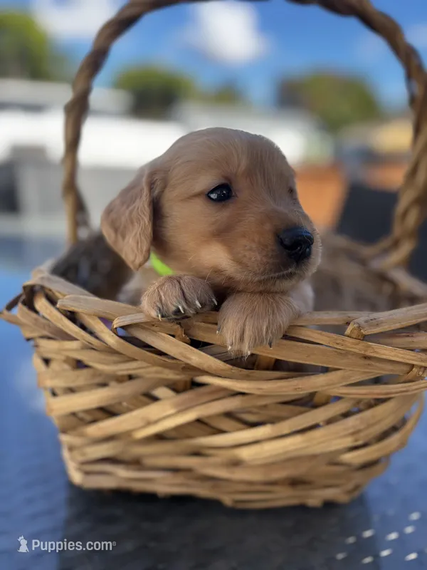Light Green – Golden Retriever puppy for sale in Homestead, FL