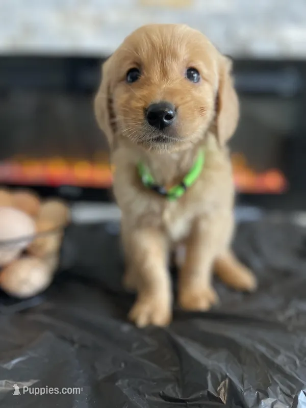 Light Green – Golden Retriever puppy for sale in Homestead, FL