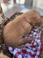 Purple , a female Golden Retriever for sale in Homestead, FL – Photo 3 of 6