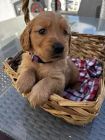 Purple , a female Golden Retriever for sale in Homestead, FL – Photo 6 of 6