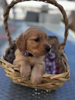 Purple , a female Golden Retriever for sale in Homestead, FL – Photo 1 of 6